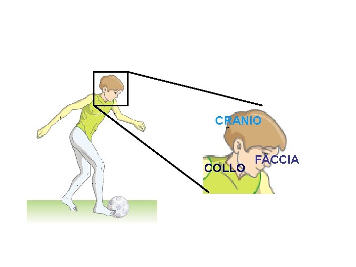 CRANIO COLLO FACCIA 