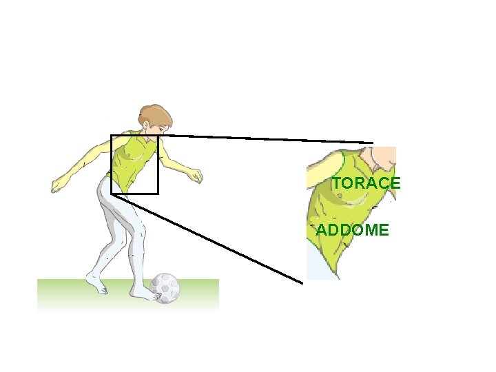 TORACE ADDOME 