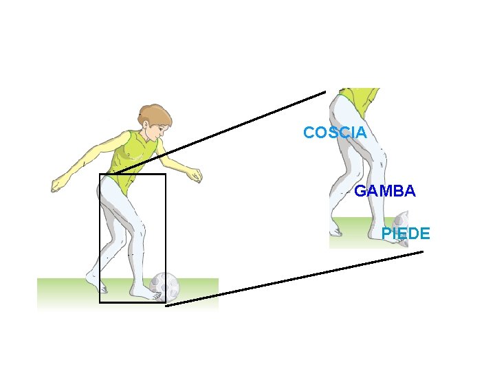 COSCIA GAMBA PIEDE 