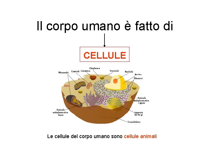 Il corpo umano è fatto di CELLULE Le cellule del corpo umano sono cellule