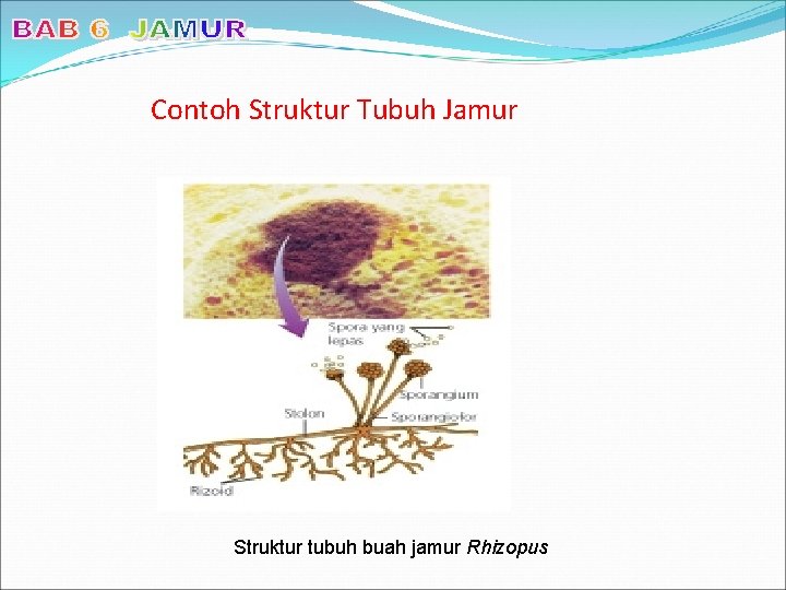 Contoh Struktur Tubuh Jamur Struktur tubuh buah jamur Rhizopus 