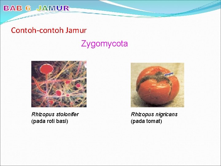 Contoh-contoh Jamur Zygomycota Rhizopus stolonifer (pada roti basi) Rhizopus nigricans (pada tomat) 