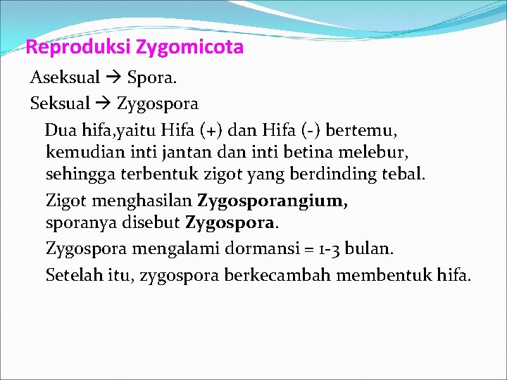 Reproduksi Zygomicota Aseksual Spora. Seksual Zygospora Dua hifa, yaitu Hifa (+) dan Hifa (-)