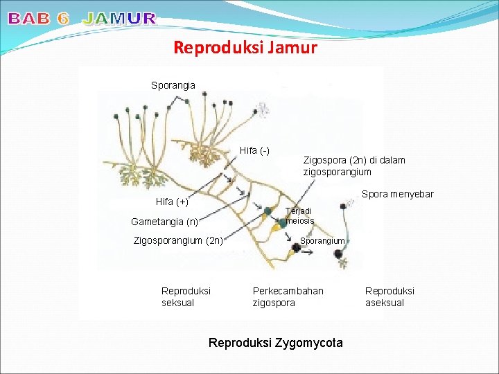 Reproduksi Jamur Sporangia Hifa (-) Zigospora (2 n) di dalam zigosporangium Spora menyebar Hifa