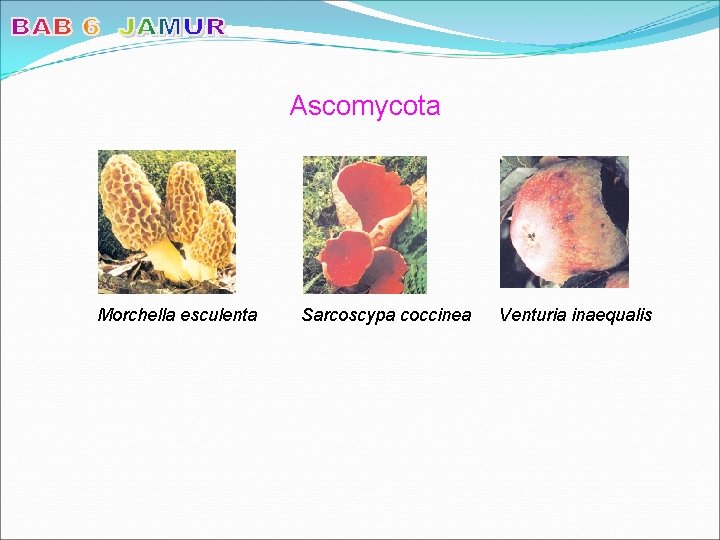 Ascomycota Morchella esculenta Sarcoscypa coccinea Venturia inaequalis 