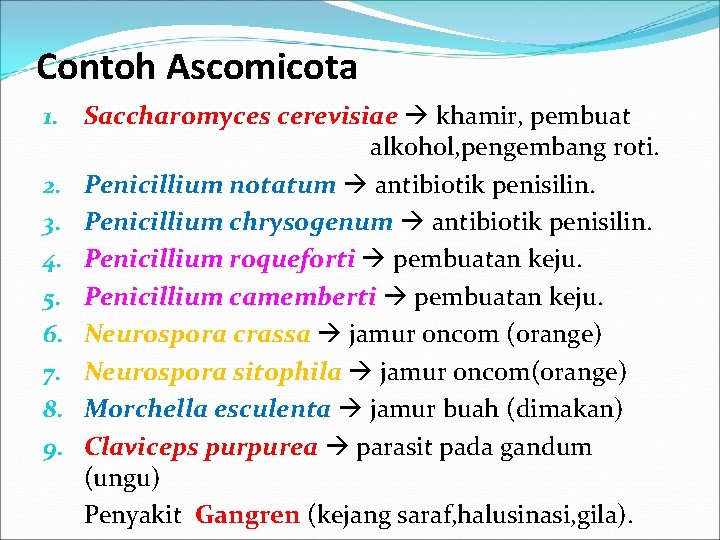 Contoh Ascomicota 1. Saccharomyces cerevisiae khamir, pembuat alkohol, pengembang roti. 2. Penicillium notatum antibiotik