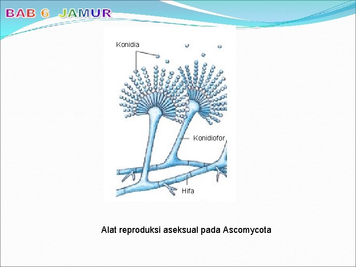 Konidia Konidiofor Hifa Alat reproduksi aseksual pada Ascomycota 