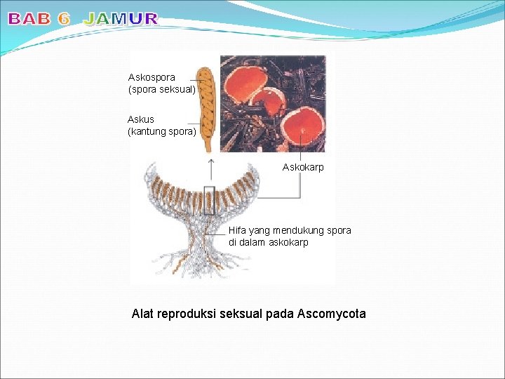 Askospora (spora seksual) Askus (kantung spora) Askokarp Hifa yang mendukung spora di dalam askokarp