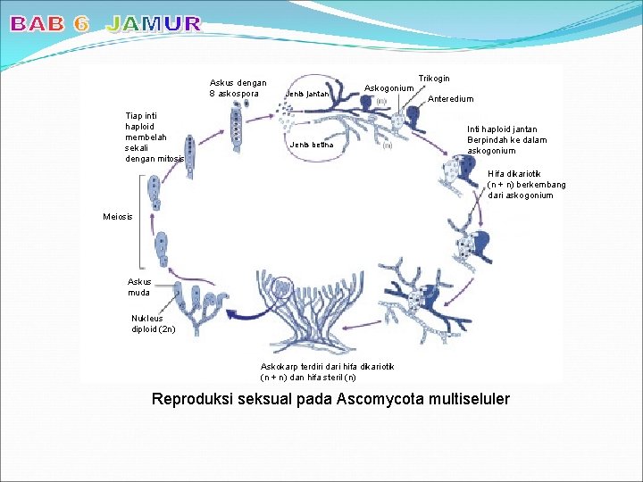 Askus dengan 8 askospora Tiap inti haploid membelah sekali dengan mitosis Trikogin Jenis jantan
