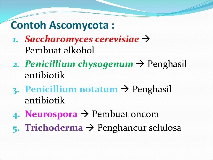 Contoh Ascomycota : 1. Saccharomyces cerevisiae Pembuat alkohol 2. Penicillium chysogenum Penghasil antibiotik 3.