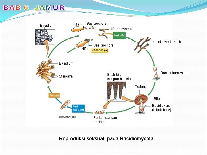 Hifa + Basidium Basidiospora Hifa bermiselia Hifa - Miselium dikariotik Basidiospora Basidium Sterigma Basidiokarp