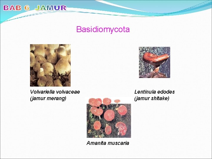 Basidiomycota Volvariella volvaceae (jamur merang) Lentinula edodes (jamur shitake) Amanita muscaria 