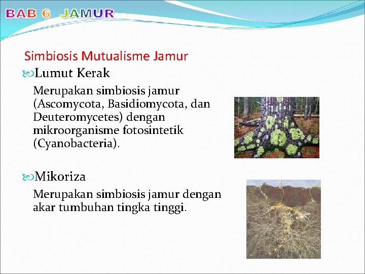 Simbiosis Mutualisme Jamur Lumut Kerak Merupakan simbiosis jamur (Ascomycota, Basidiomycota, dan Deuteromycetes) dengan mikroorganisme