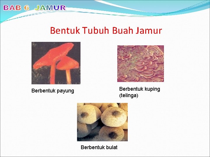 Bentuk Tubuh Buah Jamur Berbentuk kuping (telinga) Berbentuk payung Berbentuk bulat 