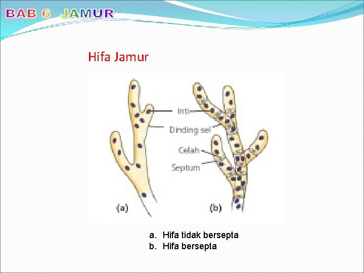 Hifa Jamur a. Hifa tidak bersepta b. Hifa bersepta 