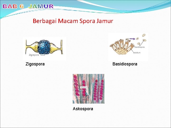 Berbagai Macam Spora Jamur Zigospora Basidiospora Askospora 