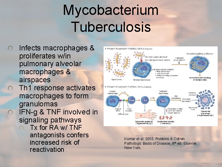 Mycobacterium Tuberculosis Infects macrophages & proliferates w/in pulmonary alveolar macrophages & airspaces Th 1