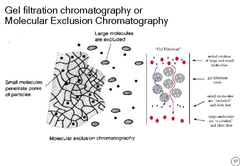 Gel filtration chromatography or Molecular Exclusion Chromatography 57 