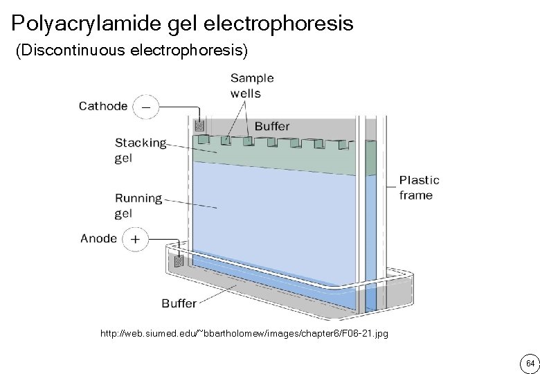Polyacrylamide gel electrophoresis (Discontinuous electrophoresis) http: //web. siumed. edu/~bbartholomew/images/chapter 6/F 06 -21. jpg 64