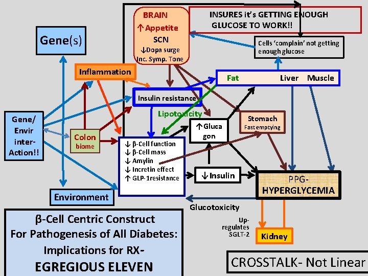 BRAIN ↑Appetite SCN Gene(s) INSURES it’s GETTING ENOUGH GLUCOSE TO WORK!! Cells ‘complain’ not