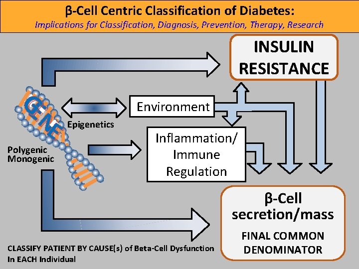 β-Cell Centric Classification of Diabetes: Implications for Classification, Diagnosis, Prevention, Therapy, Research INSULIN RESISTANCE