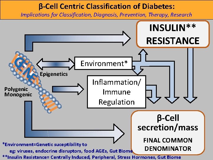 β-Cell Centric Classification of Diabetes: Implications for Classification, Diagnosis, Prevention, Therapy, Research INSULIN** RESISTANCE