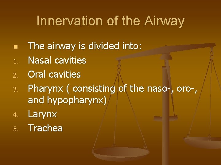 Innervation of the Airway n 1. 2. 3. 4. 5. The airway is divided