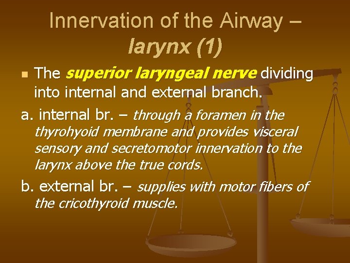 Innervation of the Airway – larynx (1) The superior laryngeal nerve dividing into internal