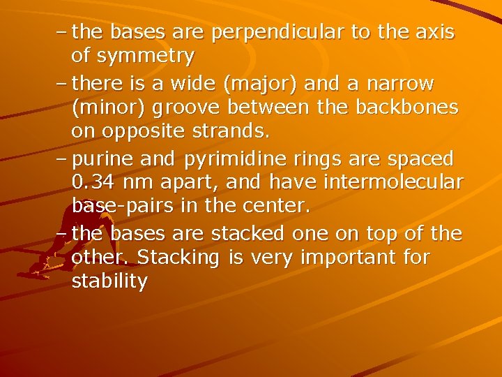 – the bases are perpendicular to the axis of symmetry – there is a