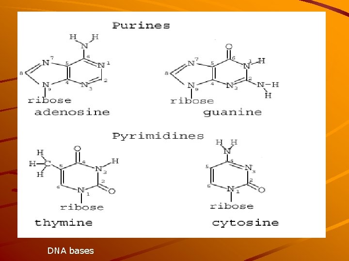 DNA bases 