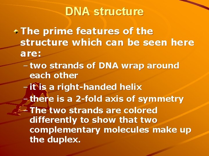 DNA structure The prime features of the structure which can be seen here are:
