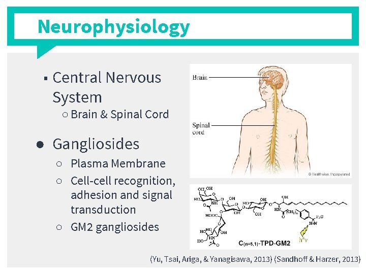 Neurophysiology ■ Central Nervous System ○ Brain & Spinal Cord ● Gangliosides ○ Plasma
