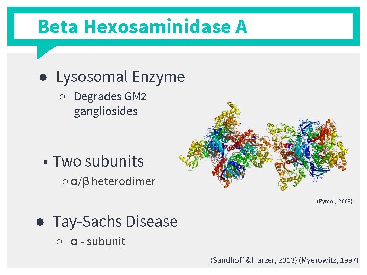 Beta Hexosaminidase A ● Lysosomal Enzyme ○ Degrades GM 2 gangliosides ■ Two subunits