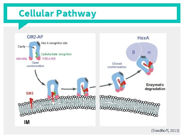 Cellular Pathway (Sandhoff, 2013) 