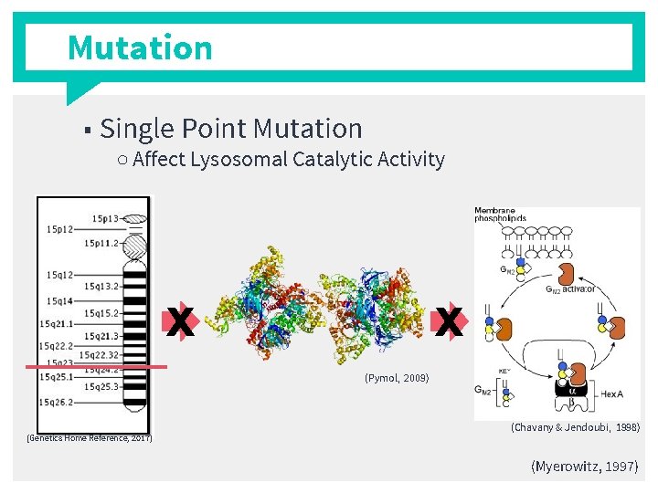 Mutation ■ Single Point Mutation ○ Affect Lysosomal Catalytic Activity x x (Pymol, 2009)