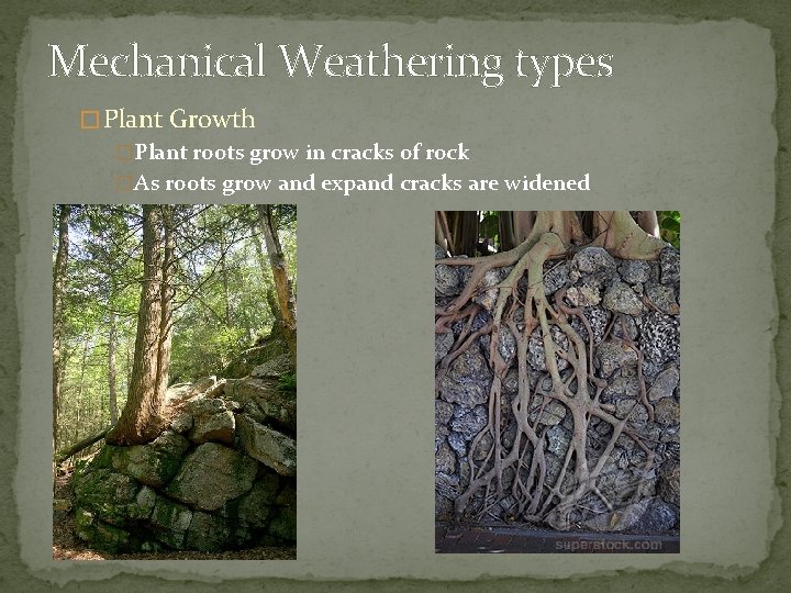 Mechanical Weathering types � Plant Growth �Plant roots grow in cracks of rock �As