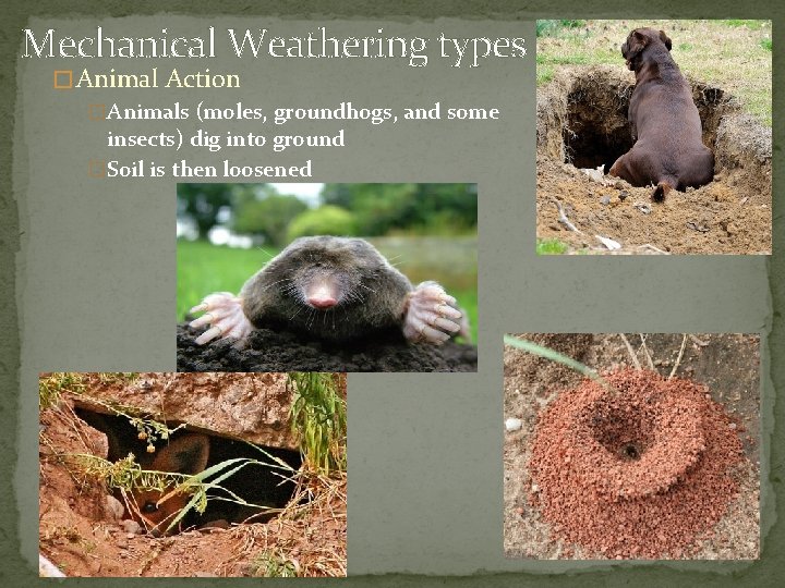 Mechanical Weathering types � Animal Action �Animals (moles, groundhogs, and some insects) dig into