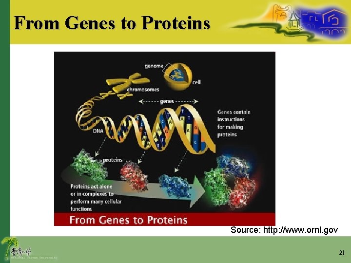 From Genes to Proteins Source: http: //www. ornl. gov 21 