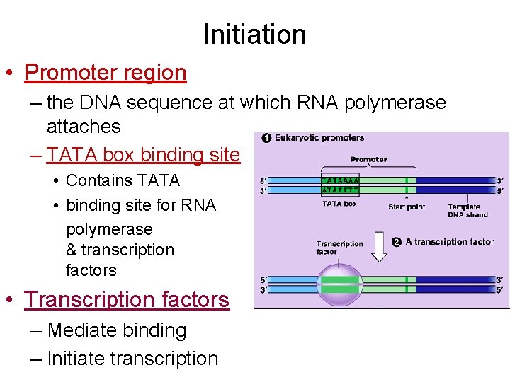 Initiation • Promoter region – the DNA sequence at which RNA polymerase attaches –