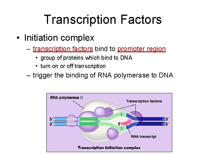 Transcription Factors • Initiation complex – transcription factors bind to promoter region • group