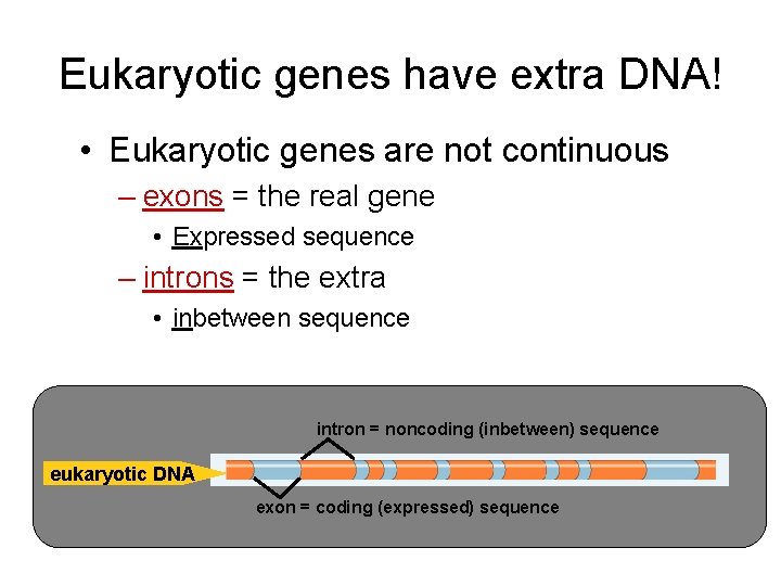Eukaryotic genes have extra DNA! • Eukaryotic genes are not continuous – exons =