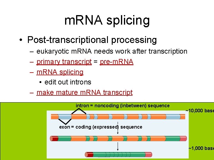 m. RNA splicing • Post-transcriptional processing – eukaryotic m. RNA needs work after transcription