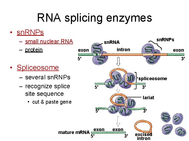 RNA splicing enzymes • sn. RNPs – small nuclear RNA – protein sn. RNPs