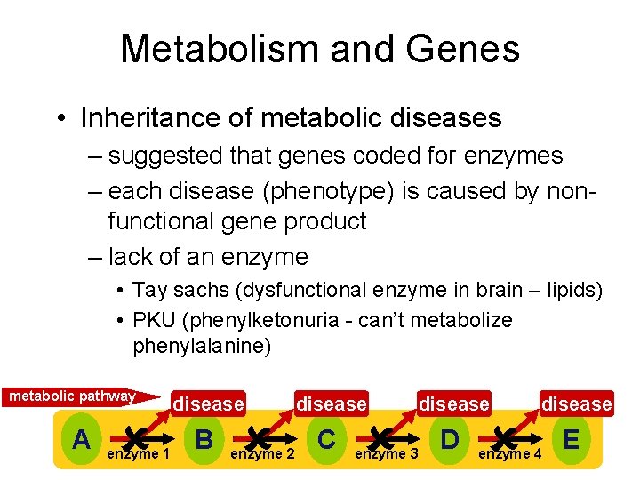 Metabolism and Genes • Inheritance of metabolic diseases – suggested that genes coded for