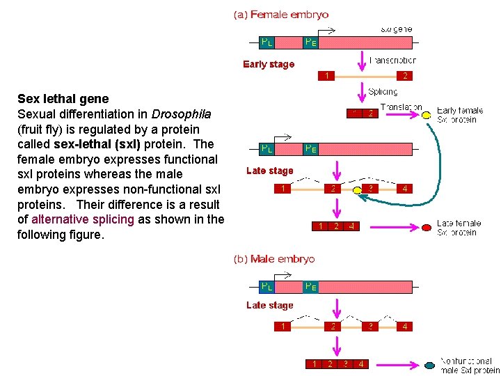 Sex lethal gene Sexual differentiation in Drosophila (fruit fly) is regulated by a protein