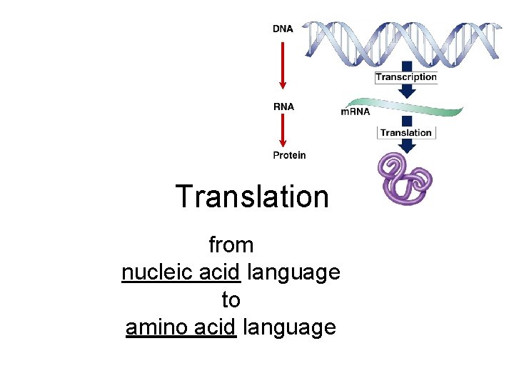 Translation from nucleic acid language to amino acid language 