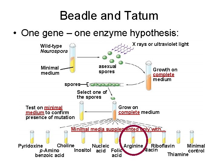 Beadle and Tatum • One gene – one enzyme hypothesis: X rays or ultraviolet