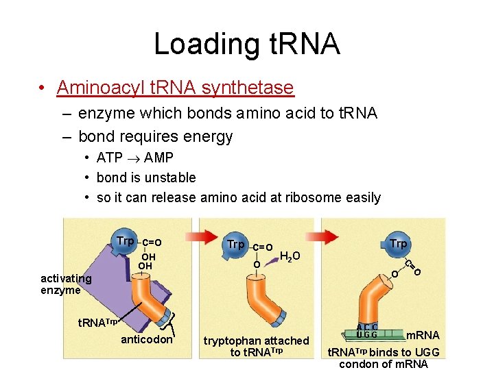 Loading t. RNA • Aminoacyl t. RNA synthetase – enzyme which bonds amino acid