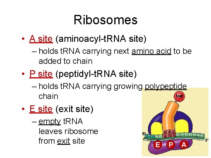 Ribosomes • A site (aminoacyl-t. RNA site) – holds t. RNA carrying next amino