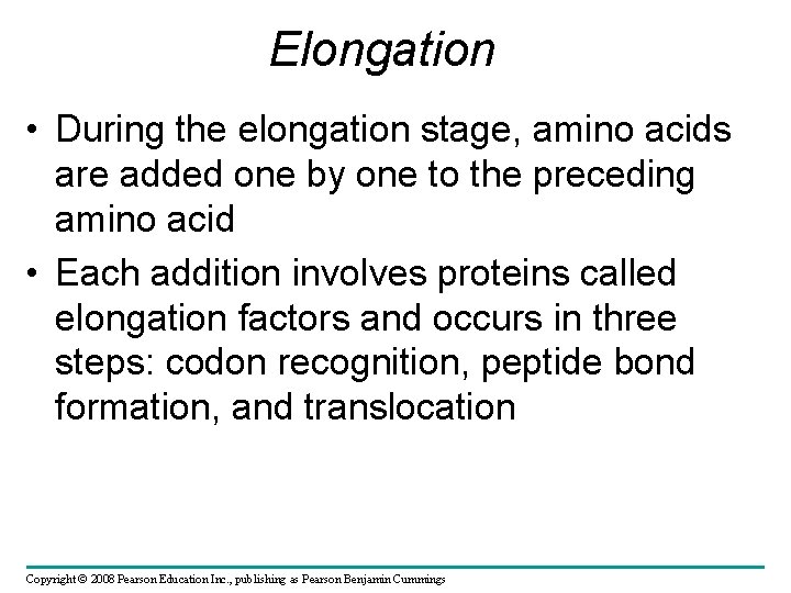 Elongation • During the elongation stage, amino acids are added one by one to